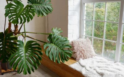 Cultiver des plantes en pot : conseils de plantation.