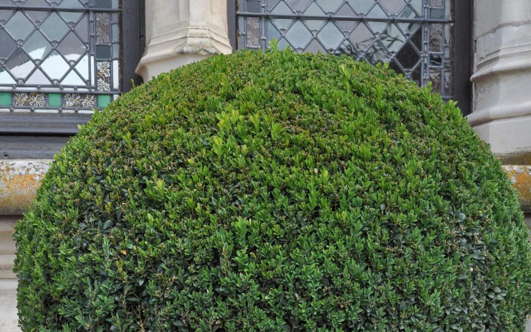 Techniques pour incorporer des formes rondes et sinueuses dans votre jardin