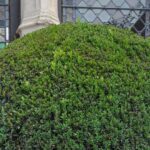 plante ronde