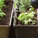 potager sur un balcon