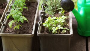 potager sur un balcon