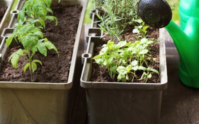 Création d&rsquo;un espace potager fonctionnel sur un balcon