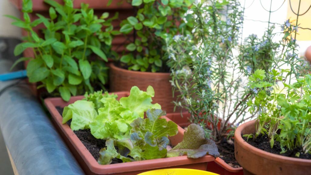 aromate sur balcon
