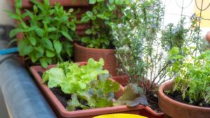 aromate sur balcon