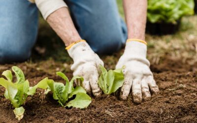 Travailler le sol pour un potager sain et fertile.