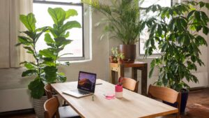 salon avec des plantes