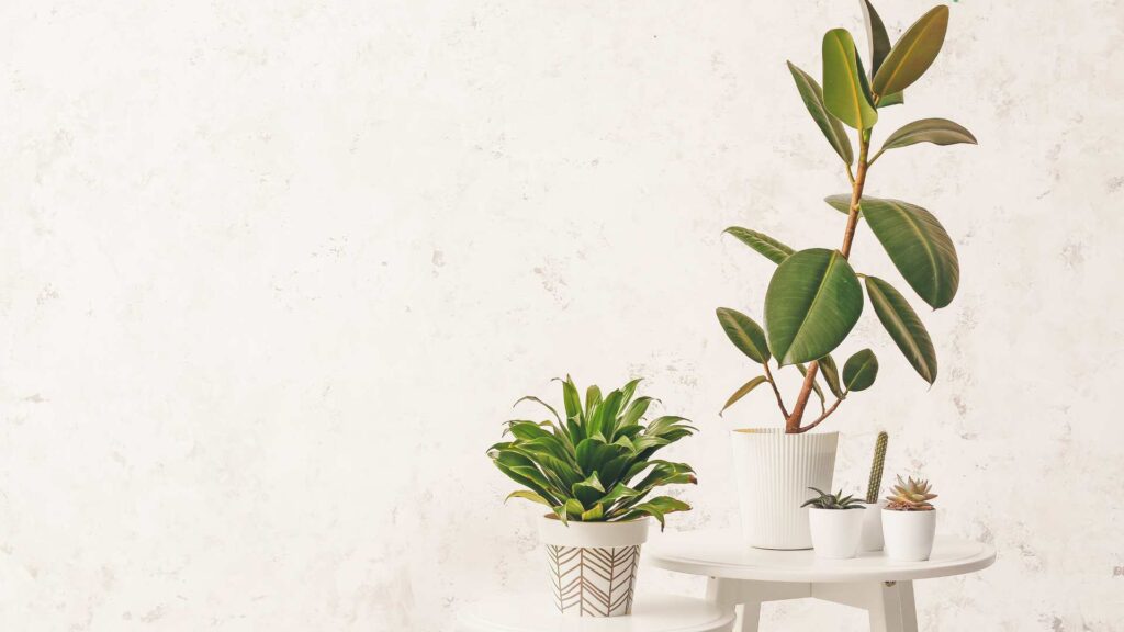 Plante intérieur