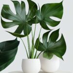 Plante intérieur