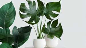 Plante intérieur